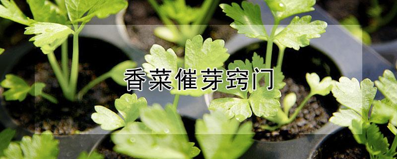 香菜催芽窍门（香菜催芽窍门图片）