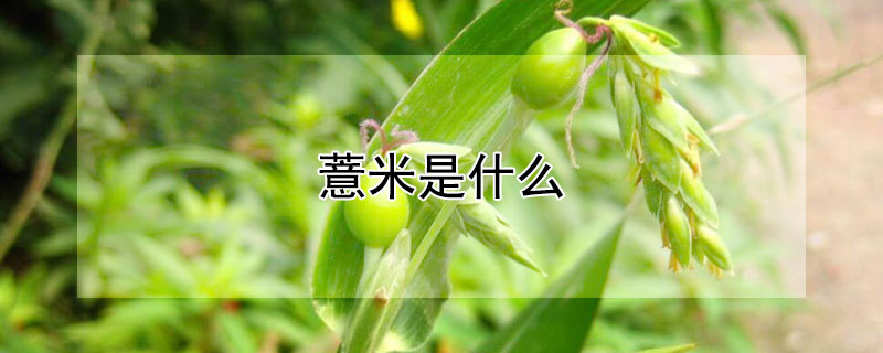 薏米是什么（薏米是什么味道）
