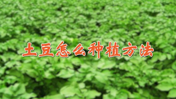 土豆怎么种植方法（发芽的土豆怎么种植方法）
