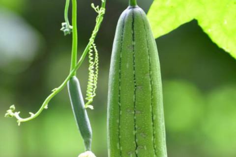 五月份适合种什么蔬菜