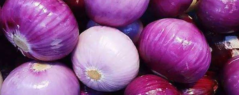 整个洋葱怎么种 整个洋葱可以种吗