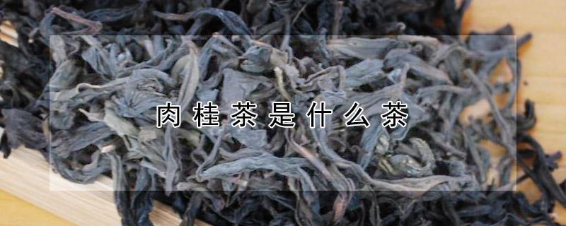肉桂茶是什么茶（肉桂茶是什么茶种）