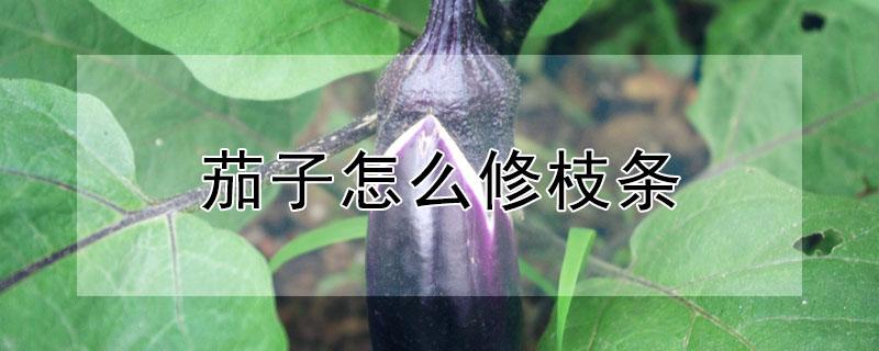 茄子怎么修枝条（茄子怎么修枝条视频教程）