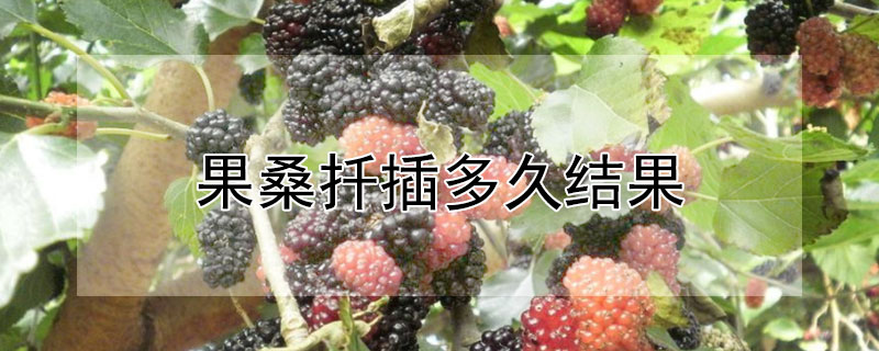 果桑扦插多久结果（长果桑扦插苗多久能结果）