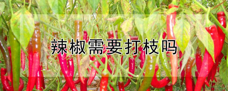 辣椒需要打枝吗 辣椒需要打枝吗?为什么