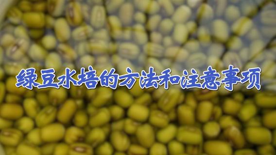 绿豆水培的方法和注意事项（怎么水培绿豆）