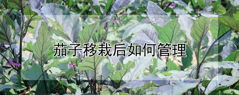 茄子移栽后如何管理（茄子移栽后如何管理好）