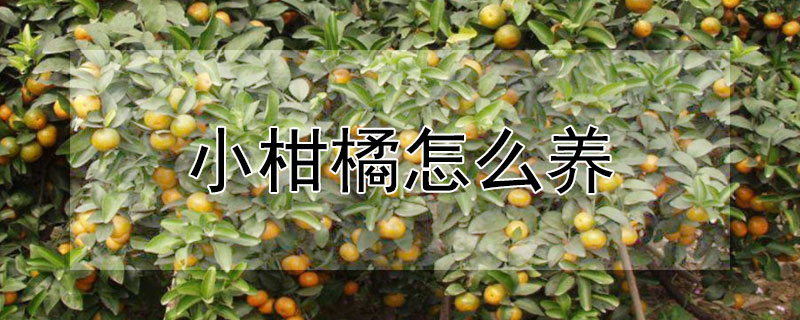 小柑橘怎么养（柑橘怎么养不掉叶子）