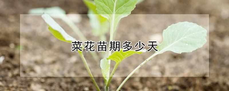 菜花苗期多少天（菜花苗期多少天可以移栽）