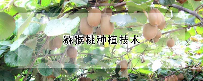 猕猴桃种植技术（野生猕猴桃种植技术）