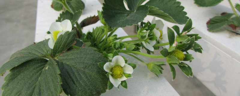 水培蔬菜怎么种植方法 如何水培蔬菜