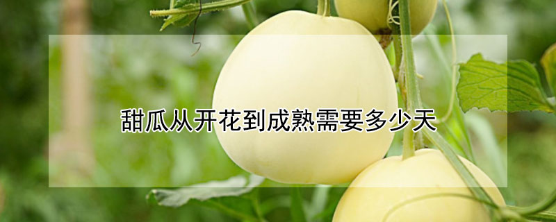 甜瓜从开花到成熟需要多少天（甜瓜从开花到成熟需要多少天时间）
