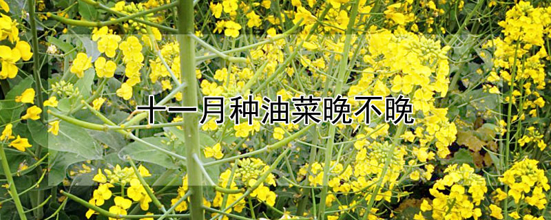 十一月种油菜晚不晚 11月种油菜晚不晚