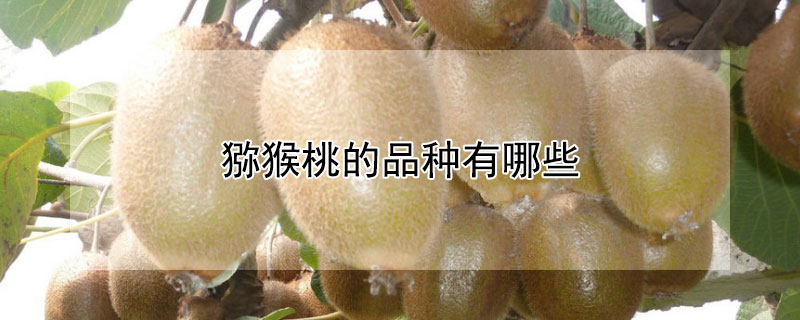 猕猴桃的品种有哪些 猕猴桃有几种品种