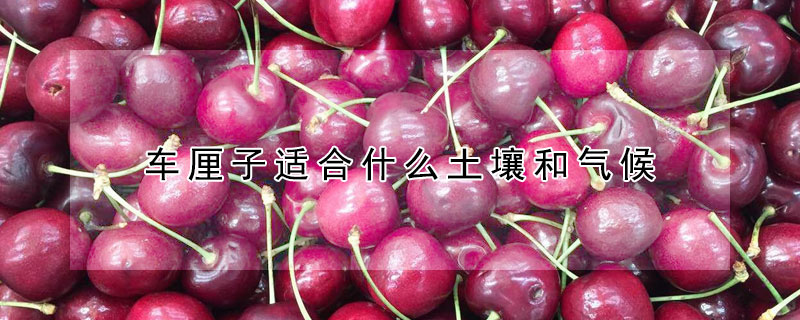 车厘子适合什么土壤和气候（车厘子适合什么土壤和气候种植）