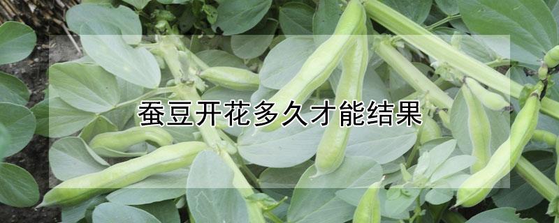 蚕豆开花多久才能结果（蚕豆开花多久才能结果呢）