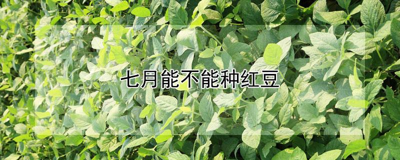 七月能不能种红豆（七月能不能种红豆种子）