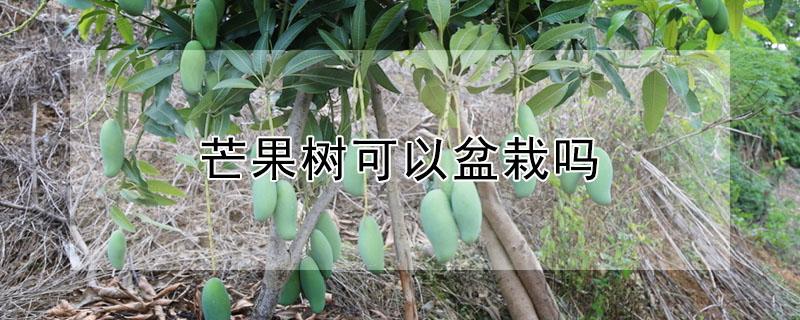 芒果树可以盆栽吗（盆栽芒果树如何种植）
