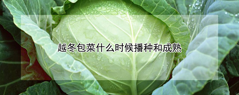越冬包菜什么时候播种和成熟 越冬包菜什么时候播种和成熟呢