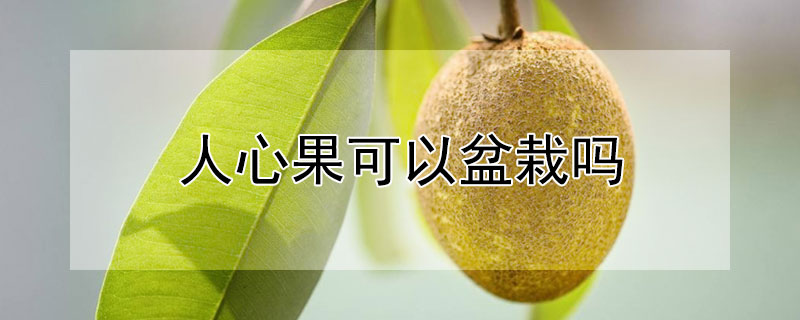 人心果可以盆栽吗 人心果可以盆栽吗图片