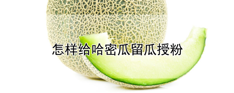 怎样给哈密瓜留瓜授粉 哈密瓜如何授粉