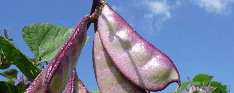 扁豆几月份种植 扁豆几月份开始种