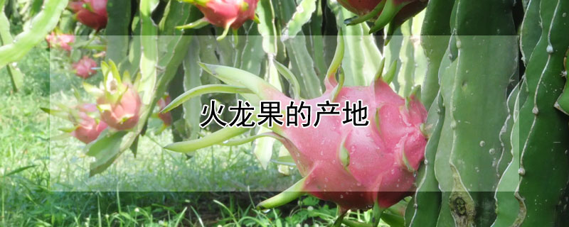 火龙果的产地 火龙果的产地功效与作用
