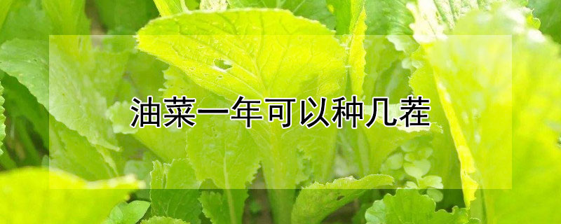 油菜一年可以种几茬 油菜一年可以种几茬吗