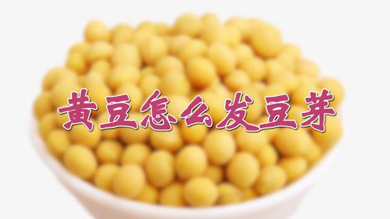 黄豆怎么发豆芽 黄豆怎么发豆芽实验
