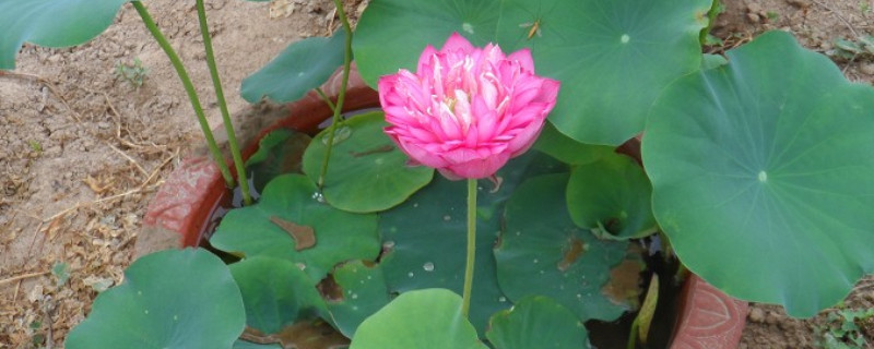 盆栽莲藕的种植方法 盆栽莲藕的种植方法与管理腕莲
