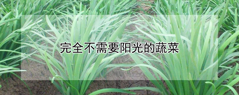 完全不需要阳光的蔬菜（不是很需要阳光的蔬菜）