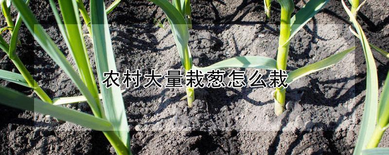 农村大量栽葱怎么栽（农村大量栽葱怎么栽的）