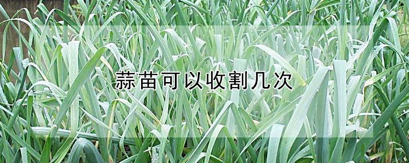 蒜苗可以收割几次 蒜苗收割几次以后就不长大蒜