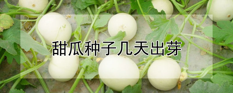 甜瓜种子几天出芽（甜瓜种子几天发芽）