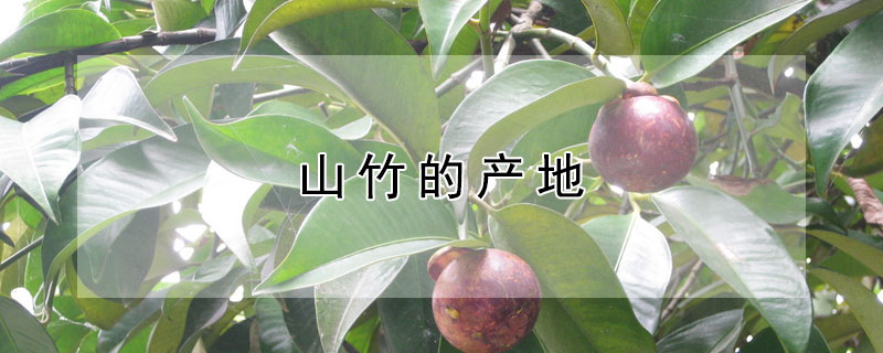 山竹的产地（山竹的产地主要在哪里）