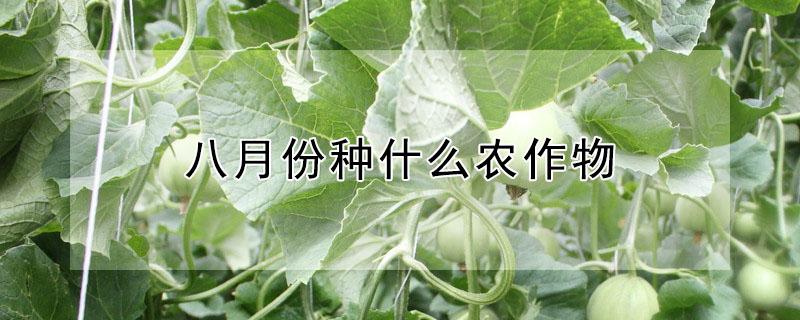 八月份种什么农作物（八月份种什么农作物最好）