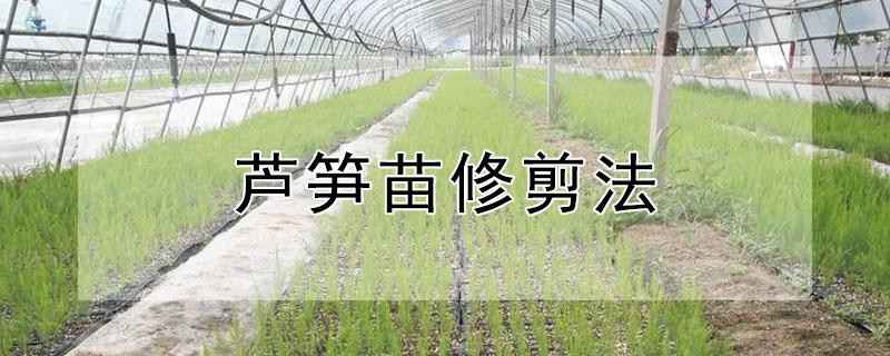 芦笋苗修剪法（芦笋苗修剪法图片）
