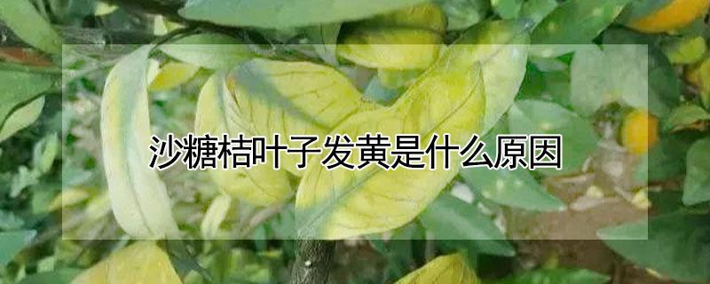 沙糖桔叶子发黄是什么原因 沙糖桔叶子发黄是什么原因呢