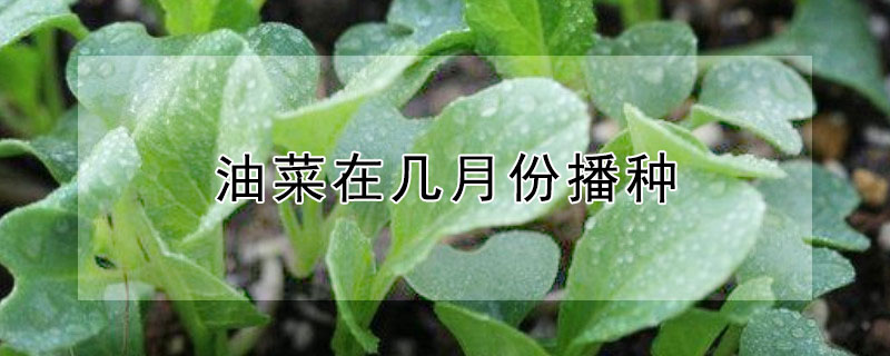 油菜在几月份播种 油菜在几月份播种最合适