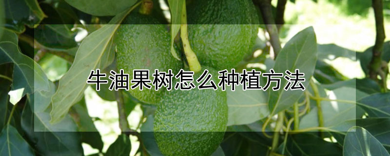 牛油果树怎么种植方法 牛油果树的种植方法