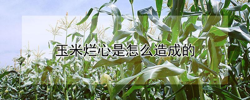 玉米烂心是怎么造成的 玉米心烂掉了是什么病