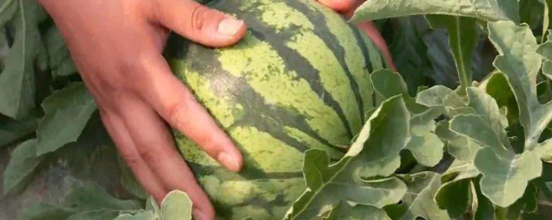 西瓜雨后全棵枯萎什么原因（种植西瓜为什么小西瓜会枯萎）