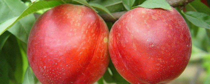 油桃种植技术与管理（油桃的种植技术与管理）