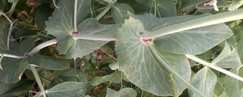 荷兰豆的叶子变白是怎么回事（荷兰豆发白是怎么回事）