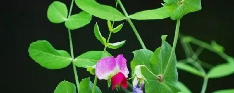 荷兰豆为什么开花不结豆（荷兰豆开花后多久结豆）