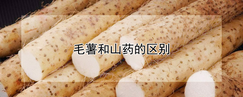 毛薯和山药的区别（毛薯和山药的营养价值）