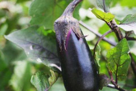 茄子着色不好的原因