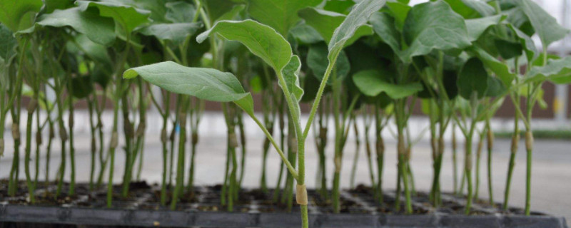 嫁接茄子的种植方法 嫁接茄子的种植方法视频