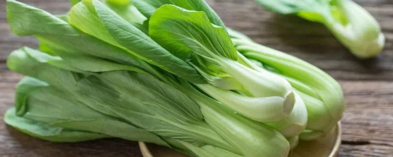 四季小白菜种植方法 四季小白菜种植方法视频