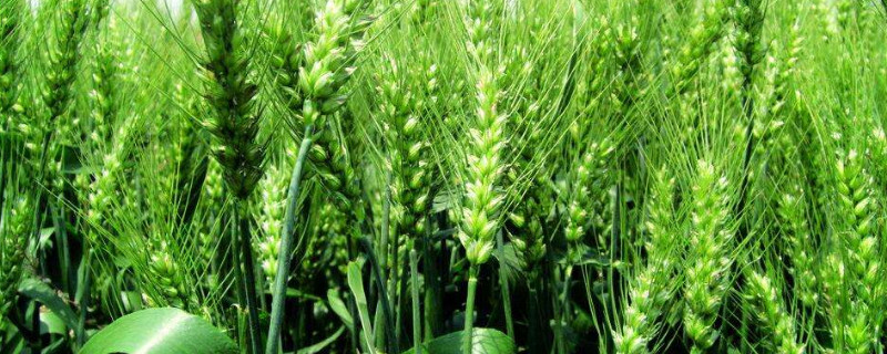 小麦受冻严重怎么补救（小麦受冻严重怎么补救呢）